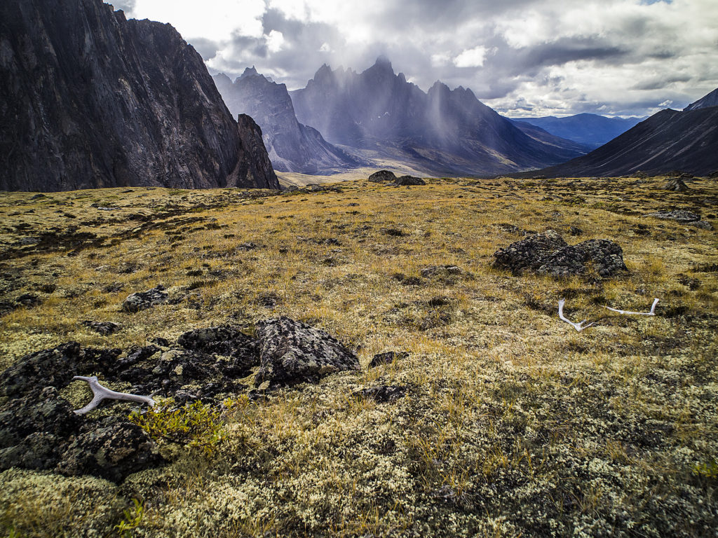 Caribou Antlers © Anthony Neilson